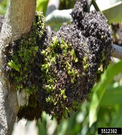 Mango malformation